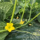 보화농장 이미지