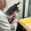 길냥이 츄르주고 할머니 댕댕이 건강검진갔던- 11월 일상 2