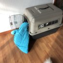 퍼스트 동물메디컬 센터 | 일상 2017.12.29-2018.01.25 내가 34살이라니!!대전맛집,동학사카페,치과동물병원,캣맘,고양이입양