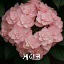 게이코 네이버블로그