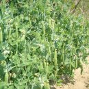 박현순 농장 이미지