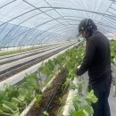 양지뜰 | 딸기모 심는 방법부터 정식 후기까지 양지뜰딸기 정식 완료