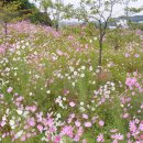 소월1리 이미지