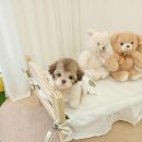 꽃강아지 이미지