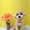 마이뷰티독 광명점 이미지