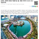 2024년 전국 벚꽃 개화시기, 벚꽃 축제일정, 벚꽃지도 이미지