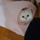 주식회사 고양이뿔
