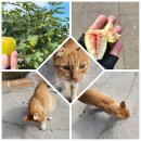 하늬바다 민박 이미지