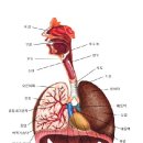 ▶ 후두암(喉頭癌: Carcinoma taryngis)이란? 이미지