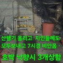 오전 비 택배후 상황버섯 산행.168 이미지