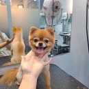 바비 애견샵 이미지