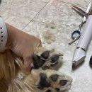 펫푸드팩토리 이미지