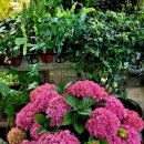 안영순베이커리카페 이미지