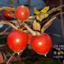 명다실 Daum카페