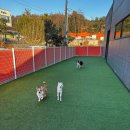 놀러오개 애견유치원 애견호텔 | 용인시/ 애견 호텔&amp;유치원 강추"놀러오개 애견유치원 애견호텔 에버랜드점"