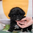 울산 강아지분양 미유펫 이미지