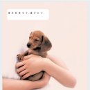 이쁜멍멍이 이미지