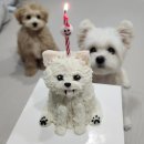 댕댕점빵 이미지