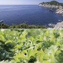 해풍달 | 거문도 해풍쑥 여린 봄쑥으로 만든 프리미엄 쑥가루