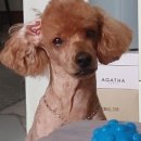 몽실하개 이미지