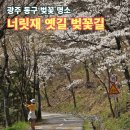 도심건강길 7길 | 광주 벚꽃 명소, 동구 선교동 너릿재 옛길 벚꽃길 지금이 딱 좋아!