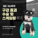 북부 동물병원 | 의정부동물병원, 9살 슈나우저 구강 종괴 수술 및 스케일링 후기