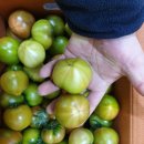 토마토잡 Daum카페
