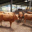 천장축산 이미지