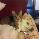 아침동물병원 이미지