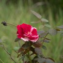 연기면_세종보 입구 이미지