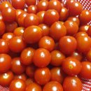 토마토출장뷔페 네이버블로그