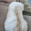 살롱드독 이미지