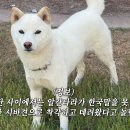 진짜 웃기네 알칸타라 진돗개를 시바견으로 알고 키우고 있어 이미지