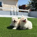 부산강아지분양 유독 이미지