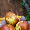 초촌농장 이미지