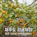제주로뎀나무하우스 | 제주 감귤체험 서귀포 동쪽 하우스감귤 제주도 귤따기 후기