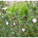 오늘나의정원 이미지