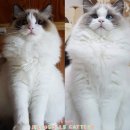 젤로돌스 이미지