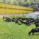 늘푸른 흑염소농장 이미지