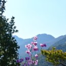 4월18일(일) 관악산 삼성산 봄꽃산행 이미지