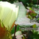 송박사의 꽃 이야기- 목화 이미지