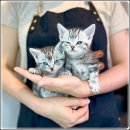 해피고양이분양 이미지