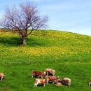 축원목장 이미지