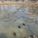 궁남지 그네 #3 | 애견동반 부여여행｜궁남지 산책 후 롯데아울렛 무료강아지놀이터까지