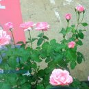 장미셀프세차 이미지