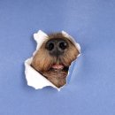 심방이천 이미지