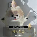 댕스투유 | 대구 강아지 케이크, 수제 간식으로 기호성 최고! 댕스투유 후기