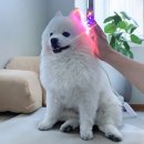 레이동물병원 이미지