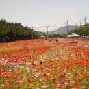 백조공원 | 진도 백조호수공원 봄꽃행사 미리 다녀온 후기