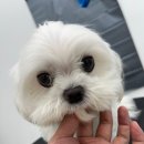 멍이발소 이미지